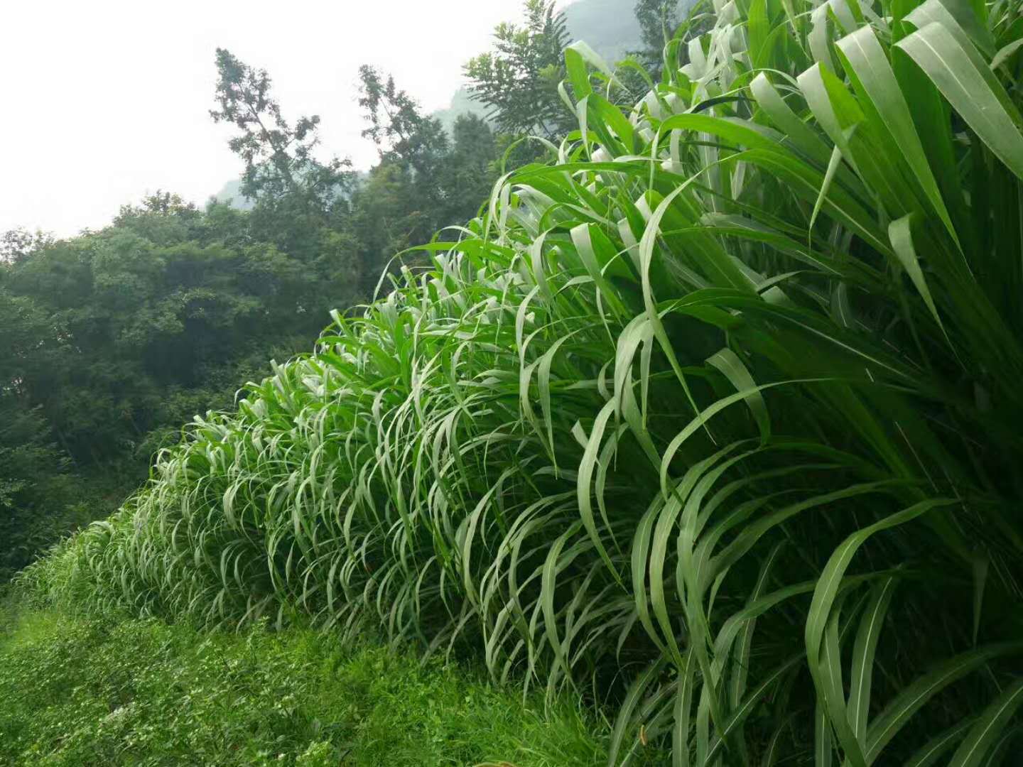 养牛应该种什么牧草?