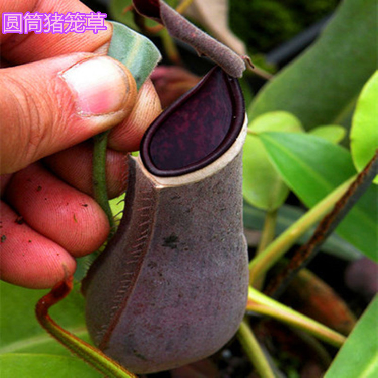 捕蝇草种子_多肉种子 虫草食虫草种子 猪笼草驱蚊草苗 多肉植物种子