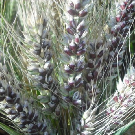 20年农家 黑麦 黑小麦 黑麦米 有绿麦 熬粥 五谷杂粮批发