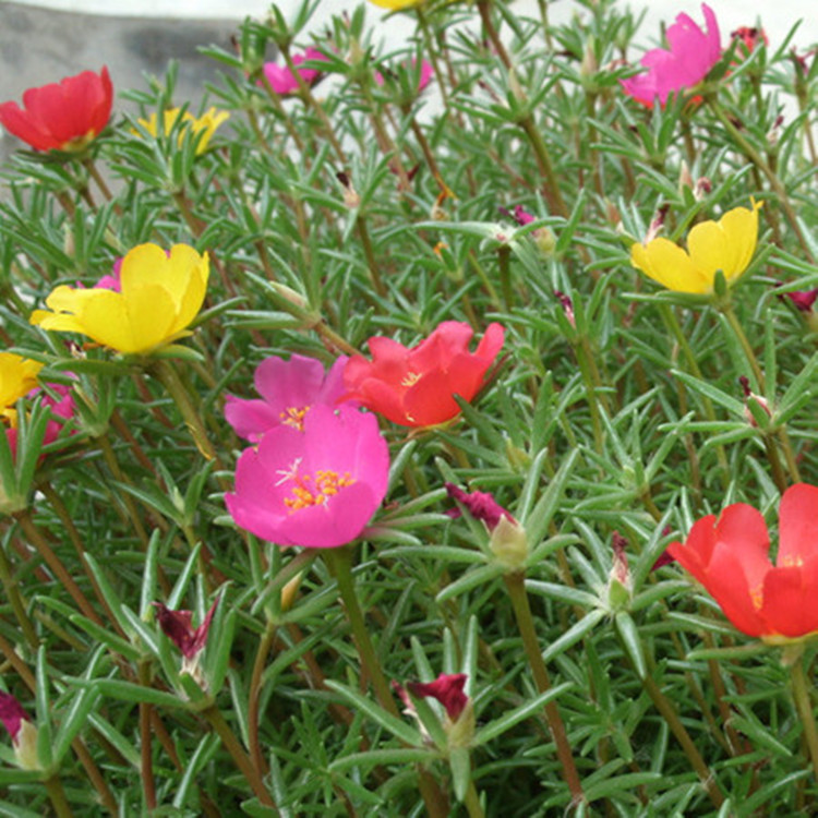 批发太阳花苗盆栽 室外阳台马菜花苗 四季开花