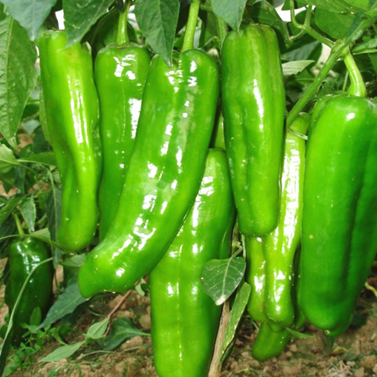 阳台蔬菜特大牛角辣椒种子羊角椒阳台庭院种植出芽率高辣椒种孑