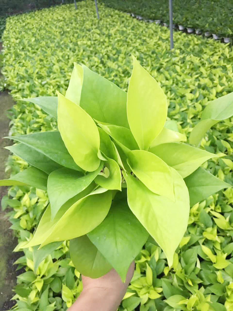 【基地直销】室内观叶植物盆栽 净化空防辐射绿植(a90)金叶葛