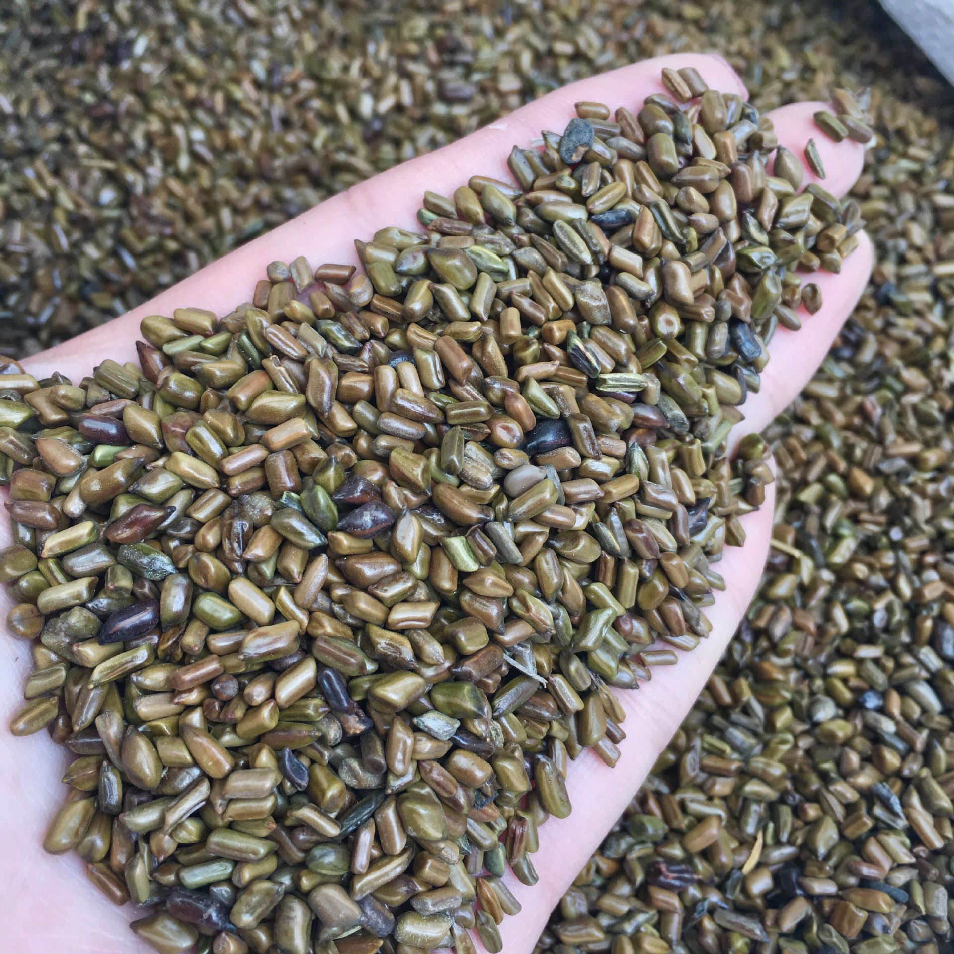 批发决明子荞麦壳 沙滩沙池玩具 枕芯填充材料 现货大货