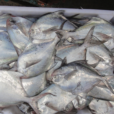 白鳊鱼代收价格 东海野生新鲜美味白鳊鱼 海鲜批发散装鲜鱼白鳊鱼