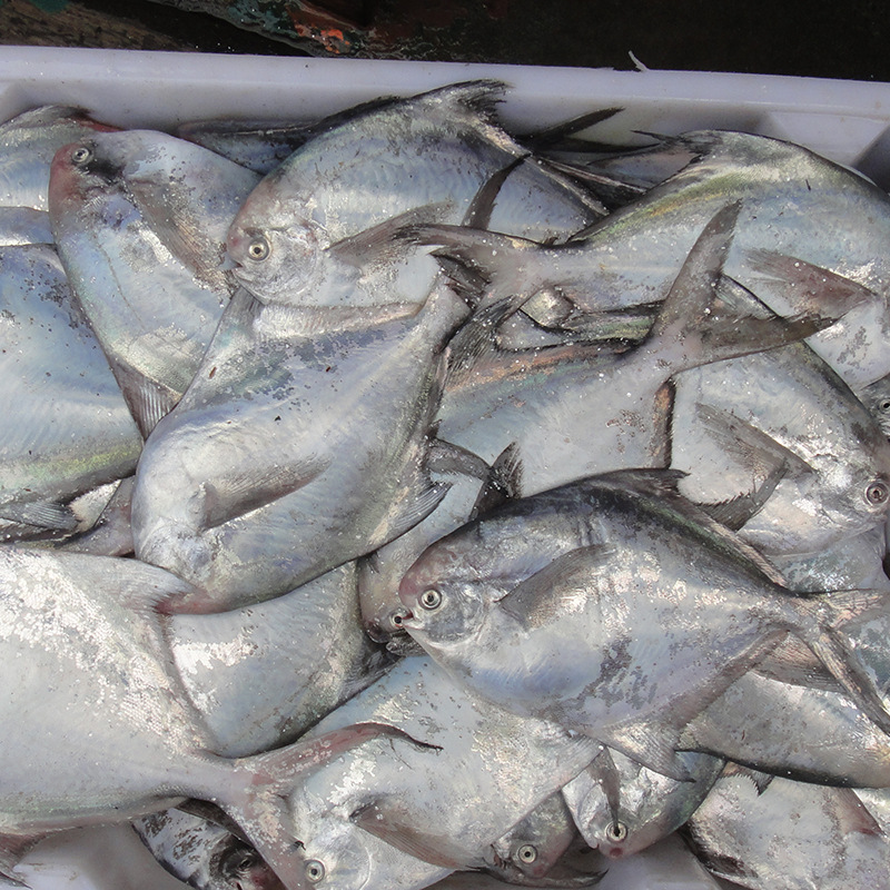 白鳊鱼代收价格 东海野生新鲜美味白鳊鱼 海鲜批发散装鲜鱼白鳊鱼