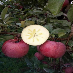 大红荣苹果苗价格 哪里有卖大红荣苹果苗 十月中旬成熟 全红苹果