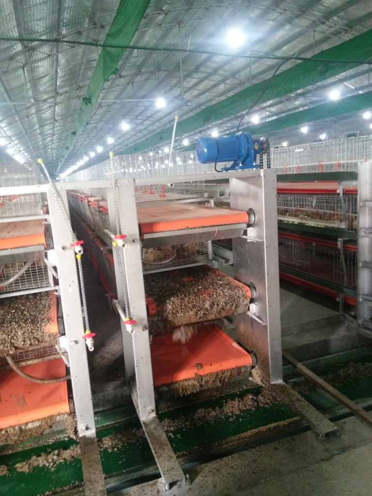 阶梯式蛋鸡笼 养殖自动化设备厂家 笼养鸡成套设备 肉鸡笼价格