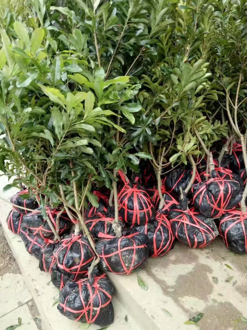 思茅杨梅苗 四川杨梅苗 贵州杨梅苗 湖南杨梅苗云南杨梅果苗批发