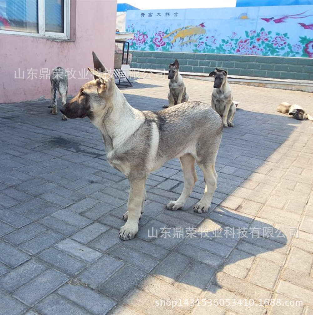 出售三个月狼青幼犬 小狼青犬价格 狼青养殖技术