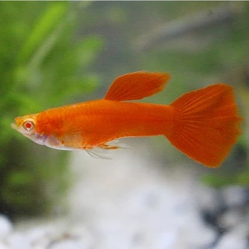 红眼火炬孔雀鱼胎生鱼小型热带观赏鱼淡水鱼活体宠物渔场大量供货