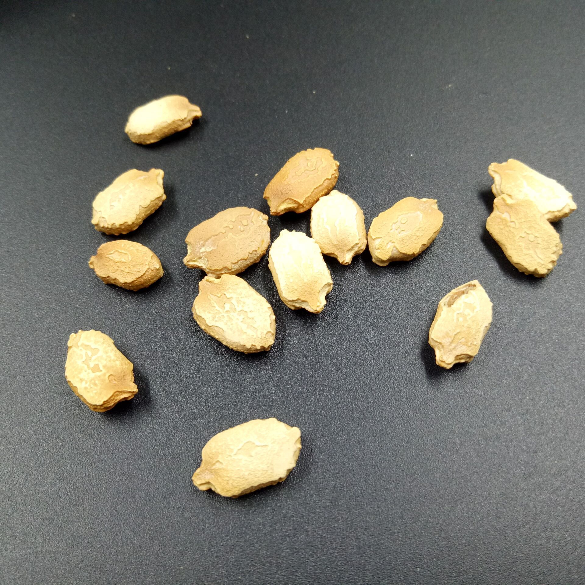 常富中药材 苦瓜籽 苦瓜子 另有苦瓜干 量大价优 无杂质