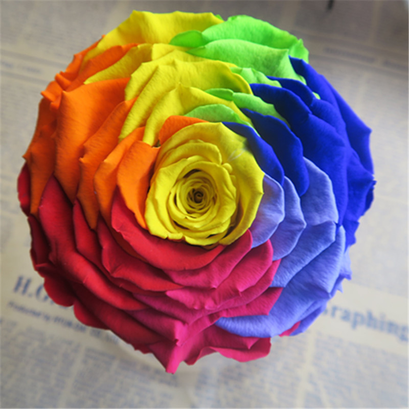 永生花厄瓜多尔amore 七彩色巨型玫瑰花 厂家批发保鲜花礼盒情人