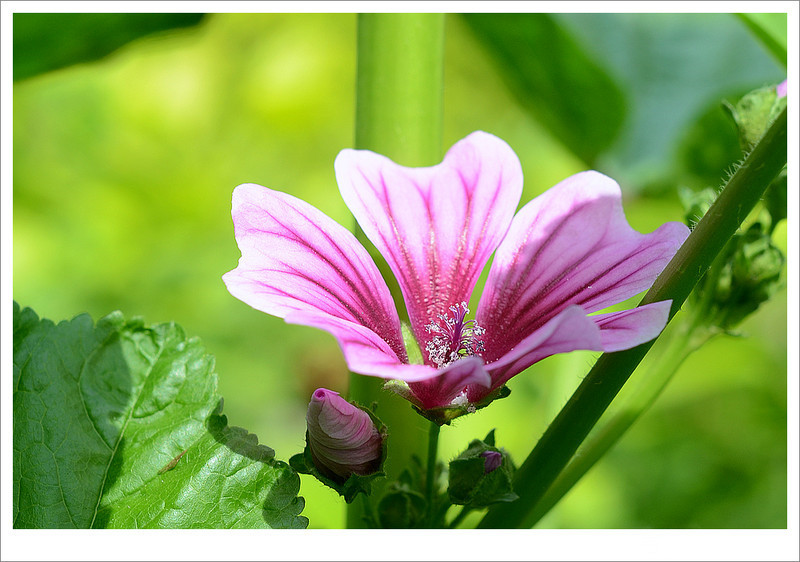 锦葵提取物101欧锦葵提取物薄利多销
