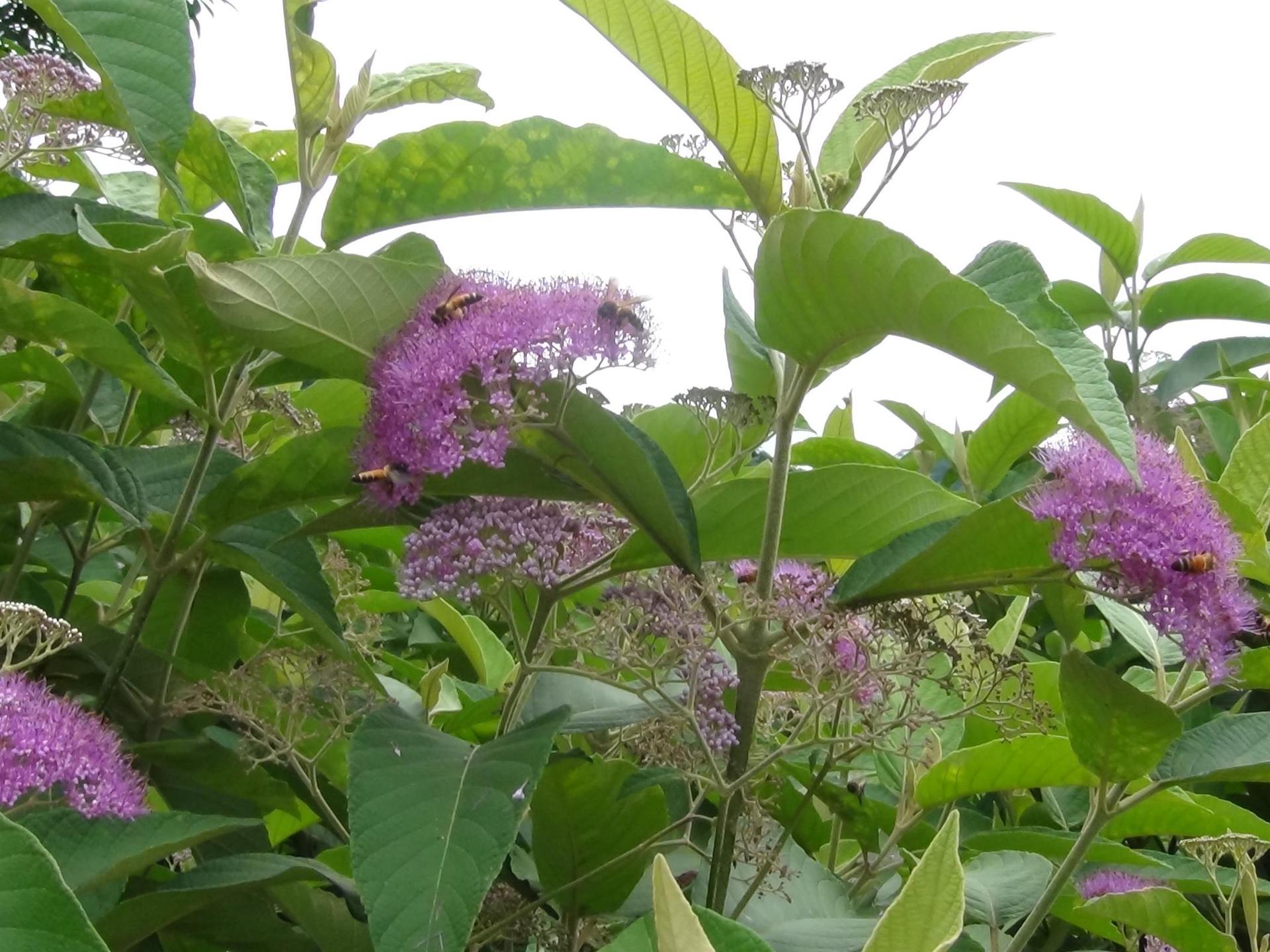 紫珠叶提取物 紫珠叶速溶粉 现货包邮-中国 西安-斯