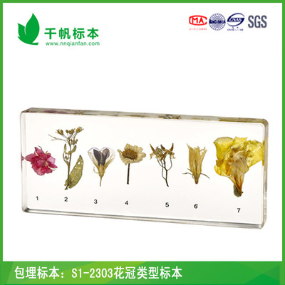 s1-2303 花冠类型保色标本标本 千帆标本 植物标本 包埋标本