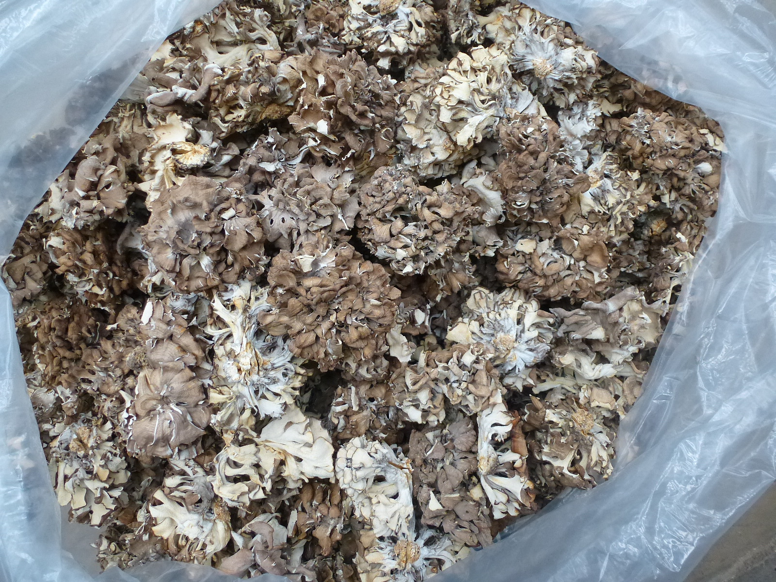 【裕菌隆】 灰树花 舞茸 中小朵型 灰树花干品 无泥沙特级舞茸