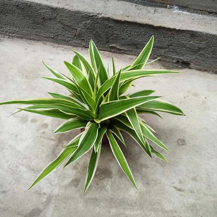 吊兰金边