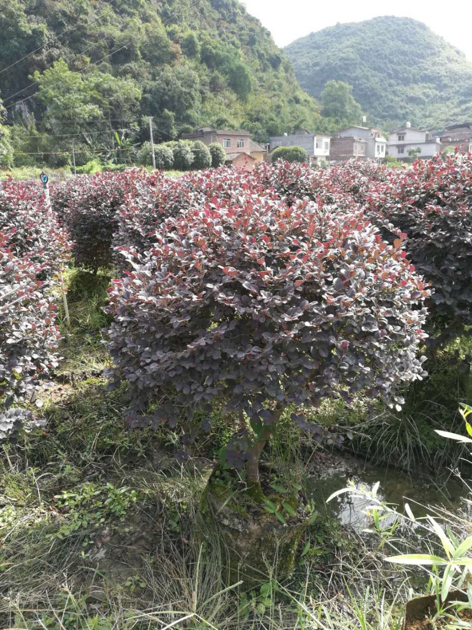 红花继木球广西桂林合意苗木13807732002