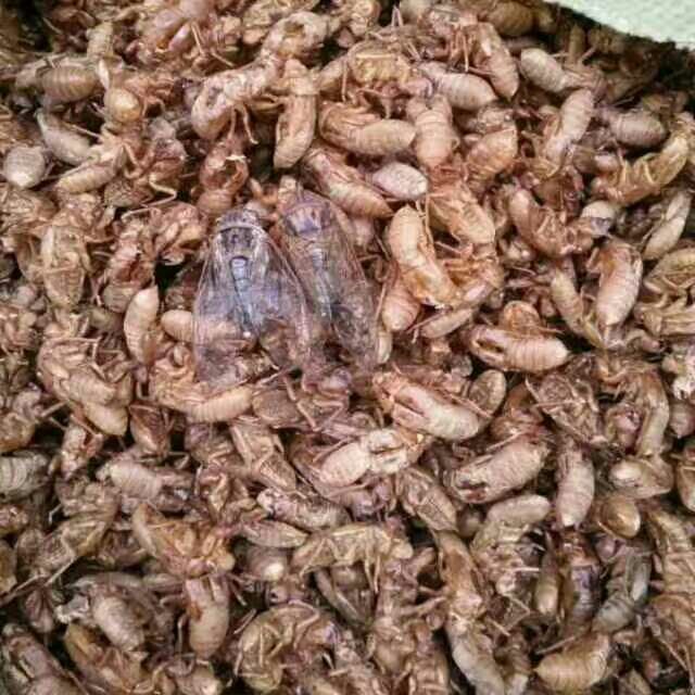 金蝉蝉蜕蝉壳蝉皮