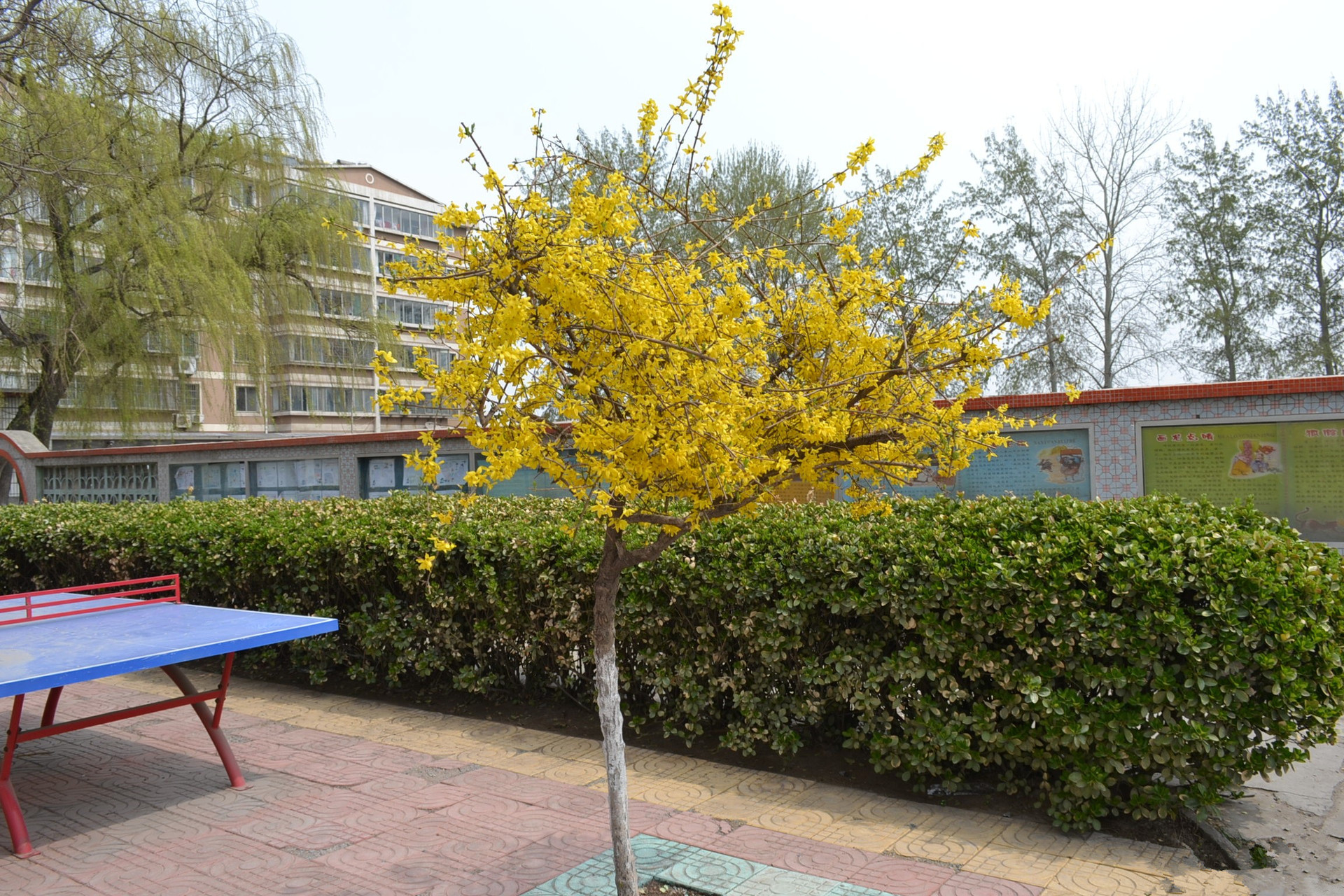 庭院观赏绿化植物攀缘花卉连翘花苗连翘苗金钟罩花黄金条连翘树苗