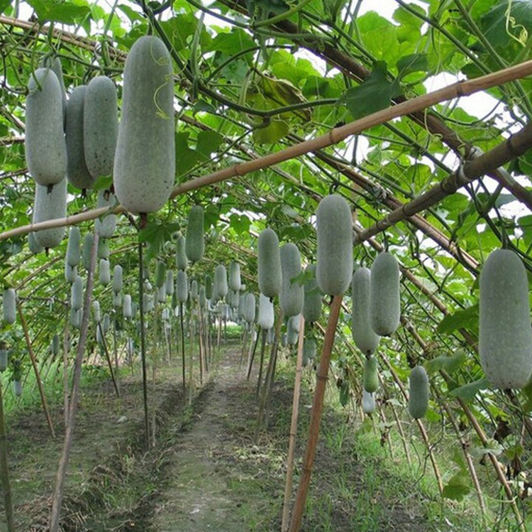 台湾小冬瓜种子粉皮冬瓜迷你冬瓜种籽水果春季四季播盆栽蔬菜种孑