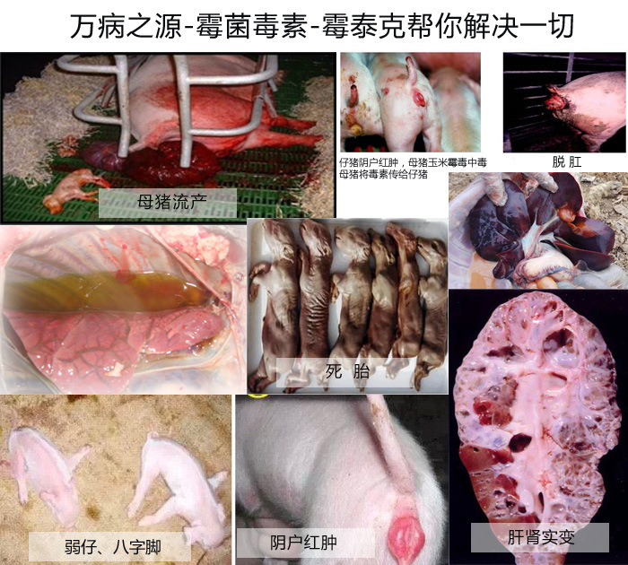 万病之源-霉毒素 杀毒利剑-霉泰克