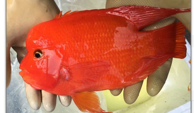 金刚鹦鹉 金刚 鹦鹉 财神鱼 招财鱼 开口笑 观赏鱼