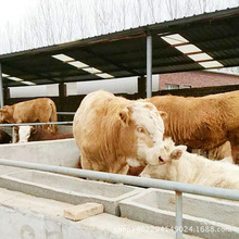 肉牛犊子鲁西黄牛 活体肉牛崽养殖场牛犊苗出售