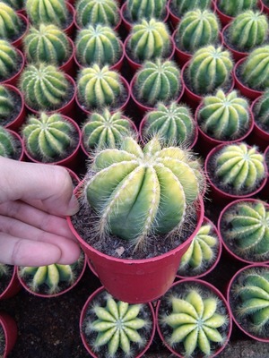 多肉植物批发 大仙人球贵货实生荧光黄办公室防辐射盆栽稀有品种