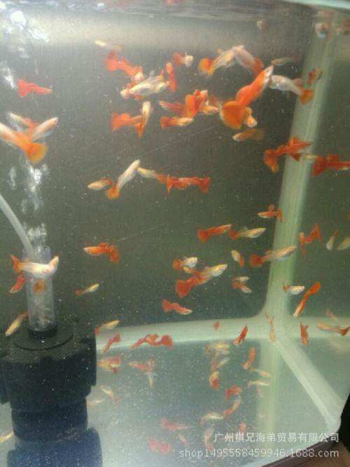 美国全红孔雀鱼 大红袍孔雀 孔雀鱼 大红白子孔雀鱼 观赏鱼活体