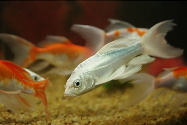 日本锦鲤 日本凤尾锦鲤 锦鲤 观赏鱼 龙凤锦鲤 庭院渔池专用鱼