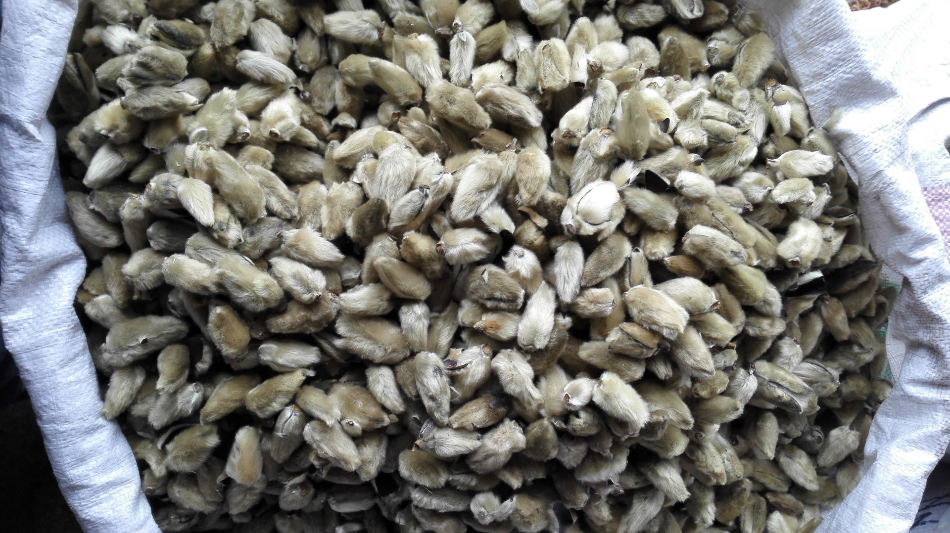 百川药业 辛夷花 优质 实物拍照 15天无条件退换