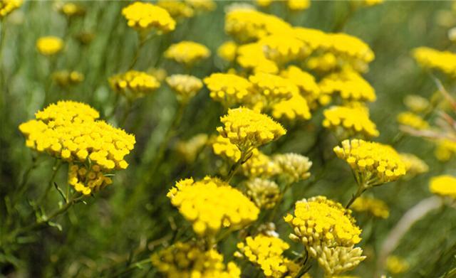 蜡菊提取物10:1 沙生蜡菊提取物 多种规格 现货
