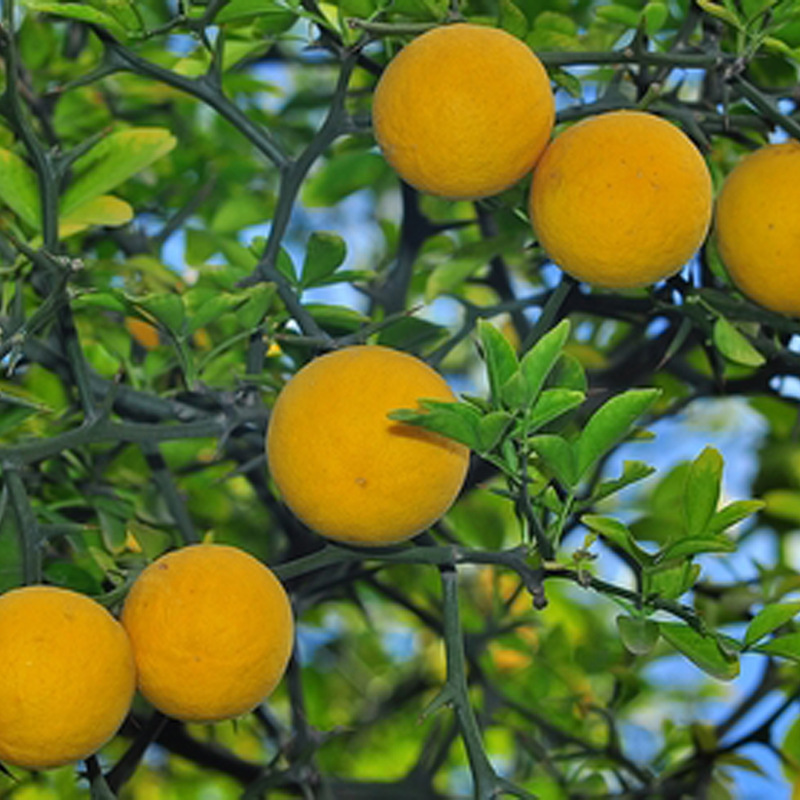 枸橘苗供应中 现集中大量出售 2017年枸橘苗价格实惠