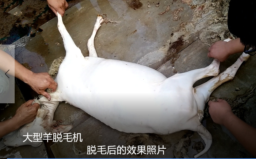 供应整羊脱毛机 褪毛打毛机 带皮羊去毛机 屠宰及肉类初加工设备