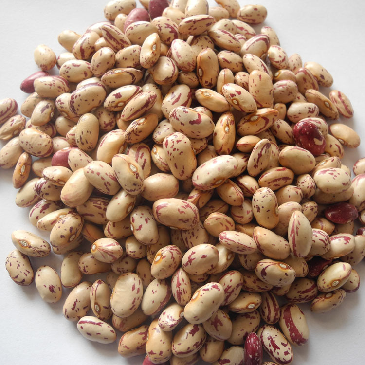 2019长奶花芸豆圆奶花芸豆出口级人工挑选圆奶花芸豆厂家直供