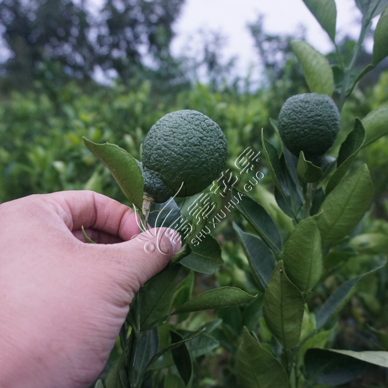 南方嫁接丑柑苗丑八怪树苗杂柑橘子苗不知火当年结果苗包技术指导