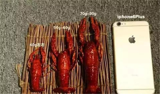 湖北洪湖潜江养殖清水鲜活小龙虾批发餐饮456钱红壳肉质饱满干净