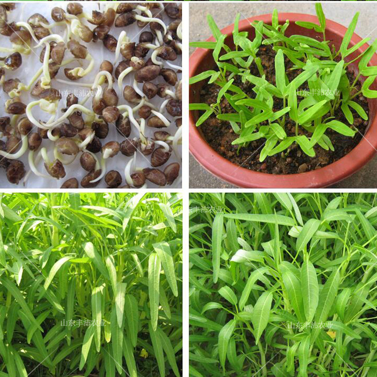泰国柳叶空心菜种子 20天左右收获 可种 50g