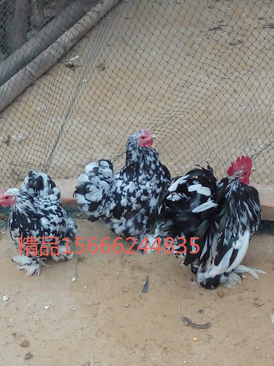 元宝鸡苗价格