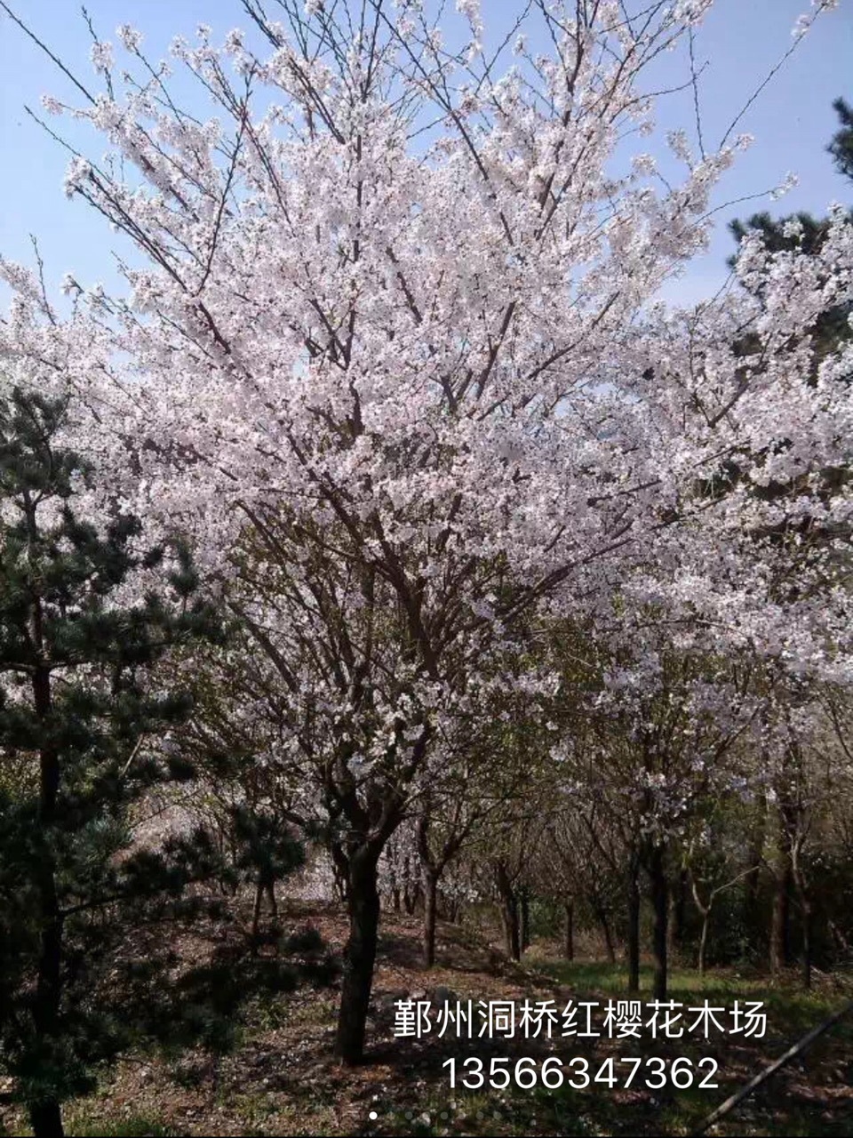 精品早樱,晚樱  格挡规格  低价供应  质量保证