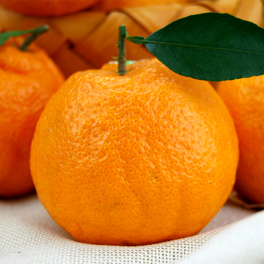 春见丑桔,耙耙柑,四川宜宾春上县源产地现发