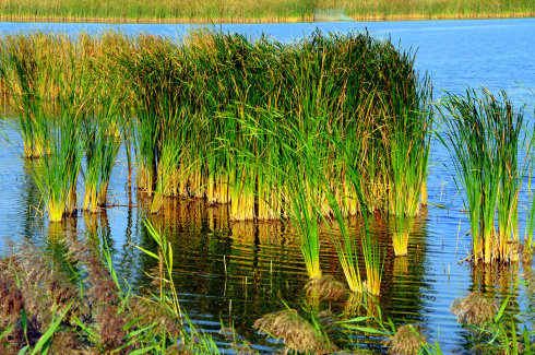 蒲草韧如丝,磐石是不是无转移?