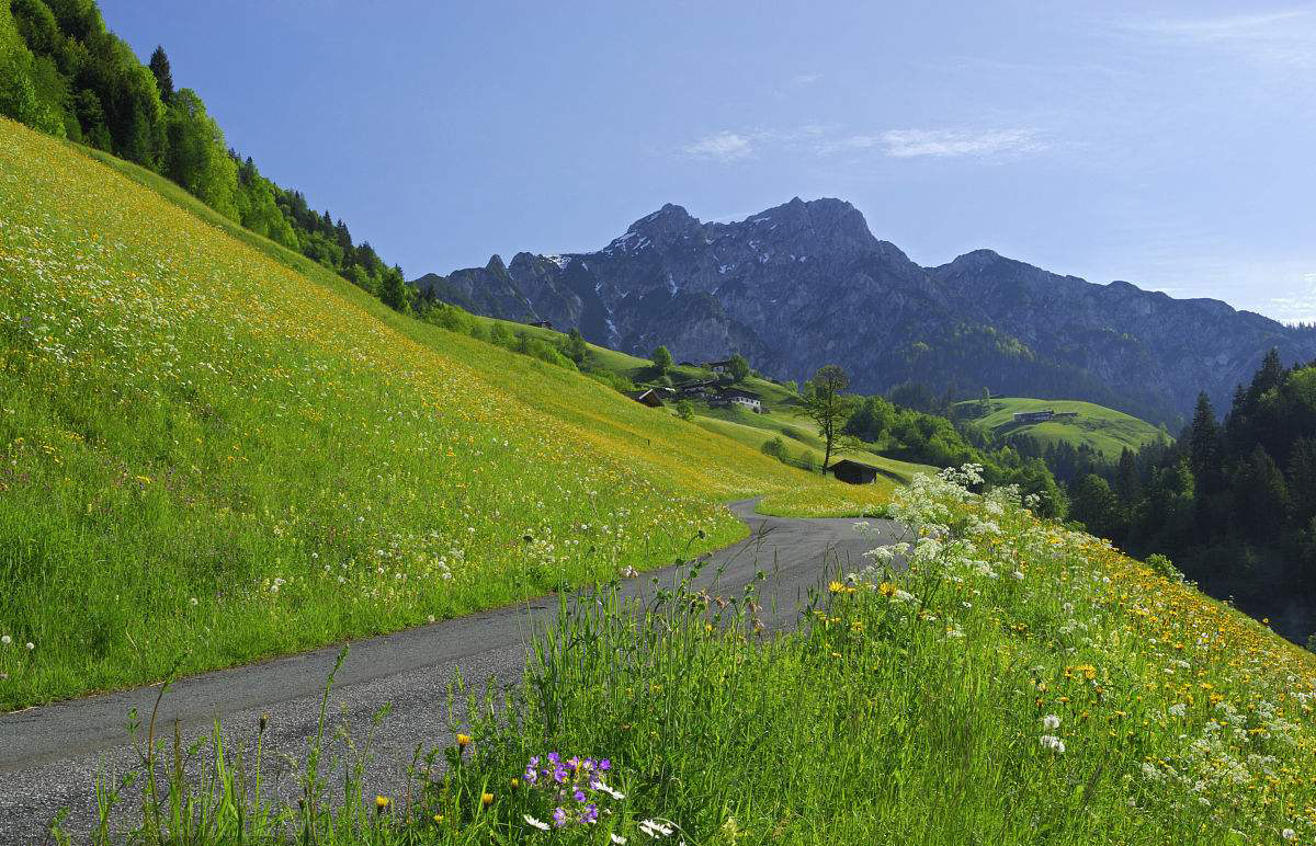 草坪建植--缀花草坪的建植技术