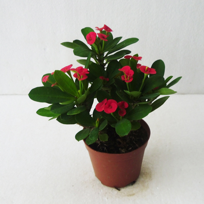 批发阳台绿化盆景花卉植物小盆栽净化空气庭院花园a90铁海棠