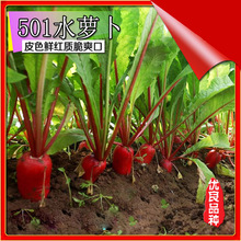 老不糠501水萝卜种子春秋季种庭院水果红皮水萝卜种籽蔬菜种孑籽