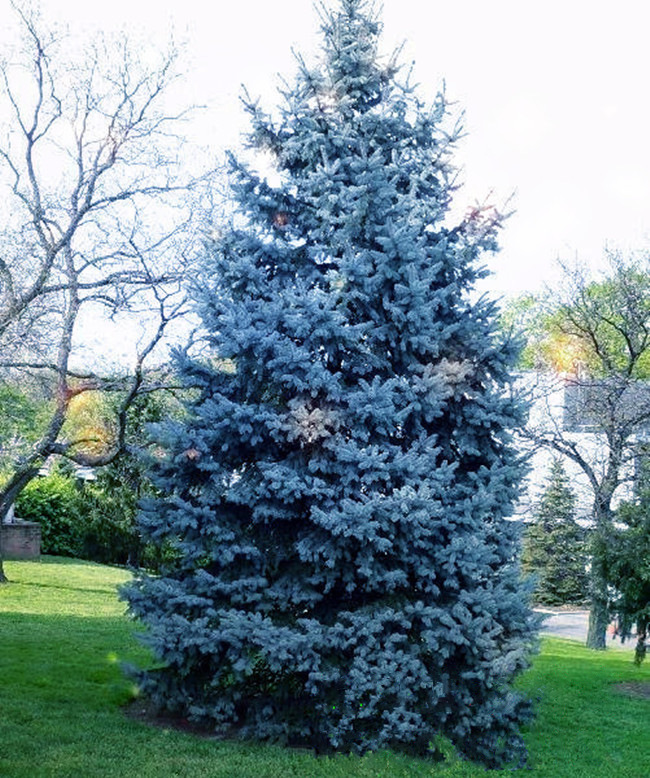 2017科罗拉多蓝杉树,苗,小苗一般什么价格