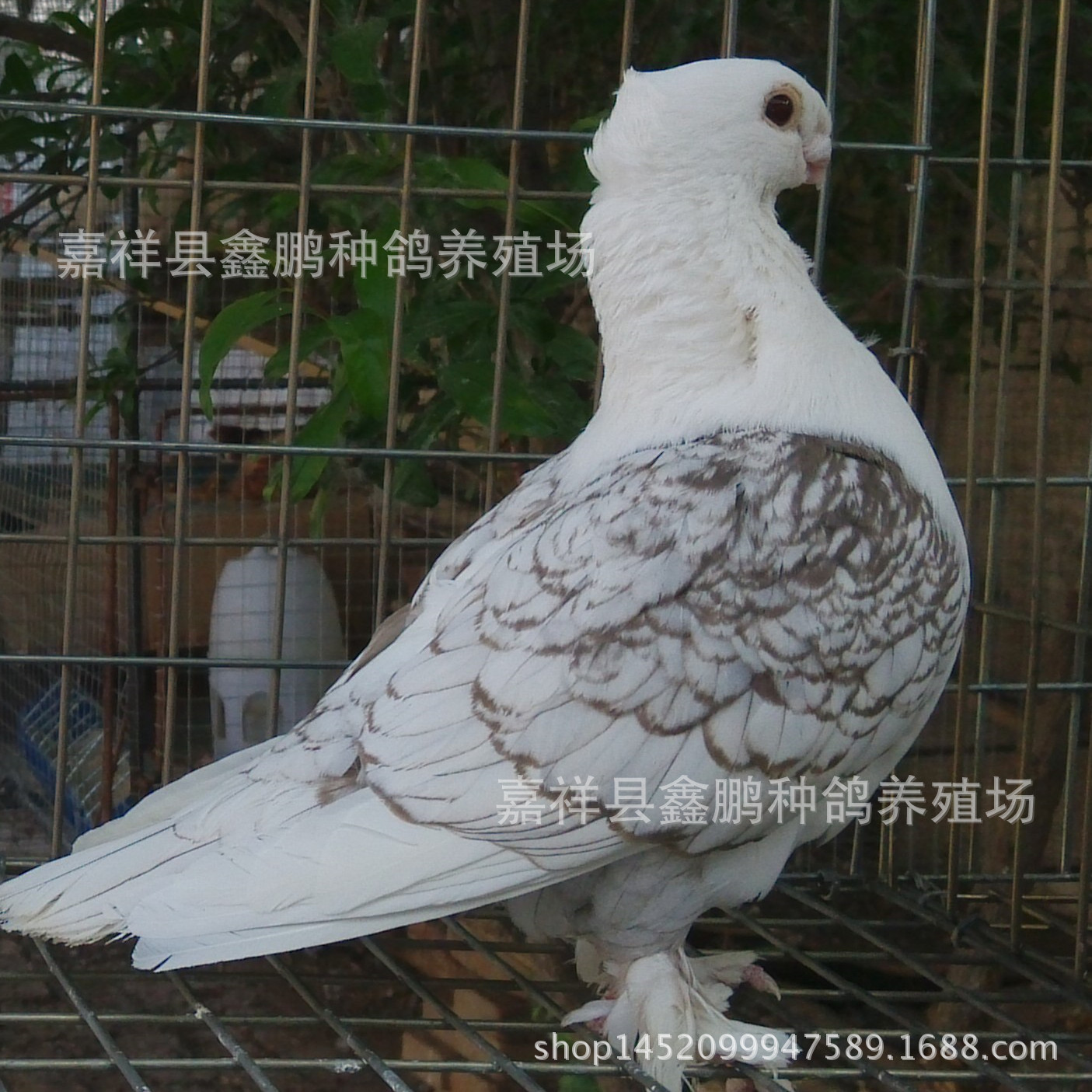 兰花淑女鸽子价格图片,兰花淑女鸽多少钱一对