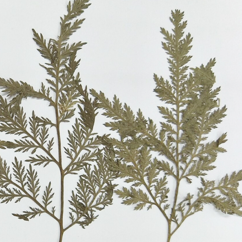 厂家供应青蒿松 押花压花干花水晶干花手机壳diy 植物教学标本