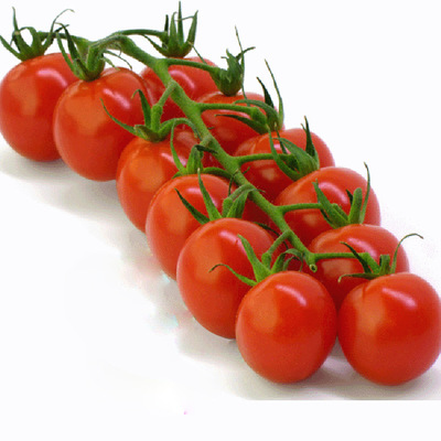 荷兰品种串红5369樱桃番茄种子 高端抗病毒水果西红柿 1000粒